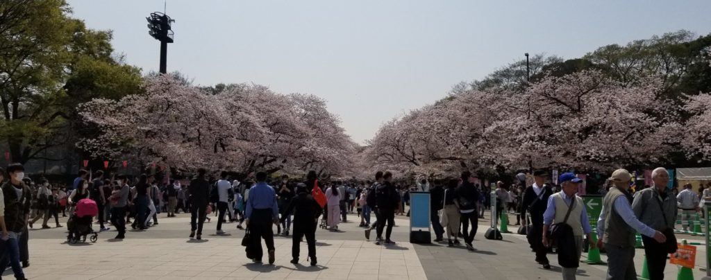 上野公園の桜