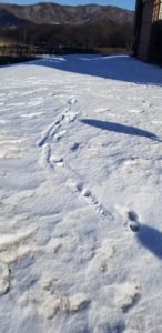 やっと見つけた雪国らしい景色