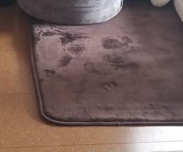 これ何に見える?