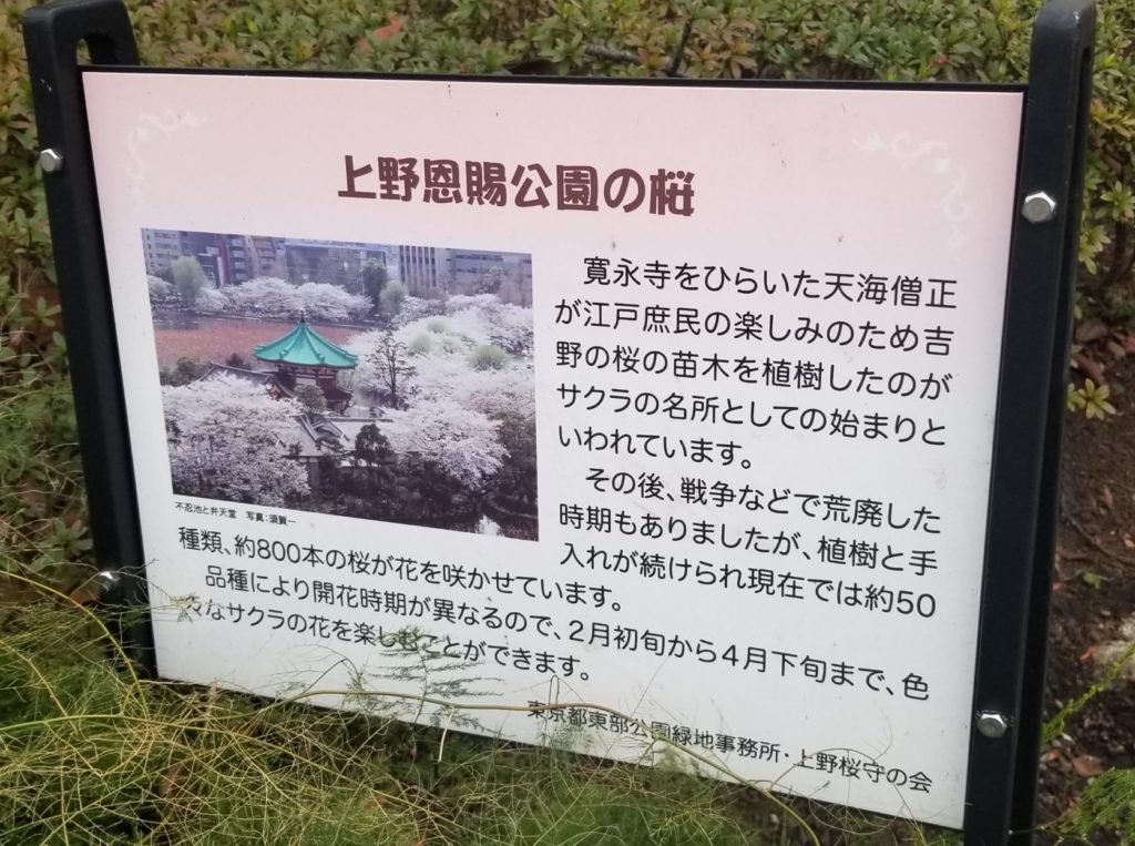 上野公園の桜についての看板