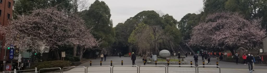 上野公園の早咲きの桜