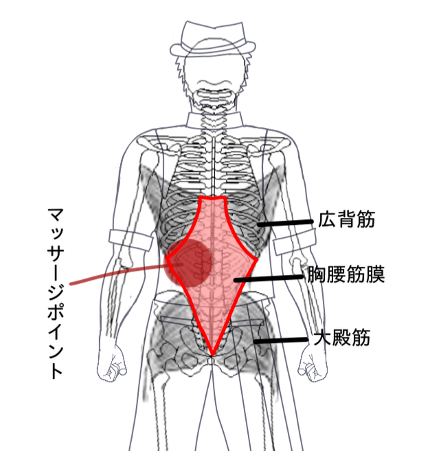 胸腰筋膜のマッサージポイント