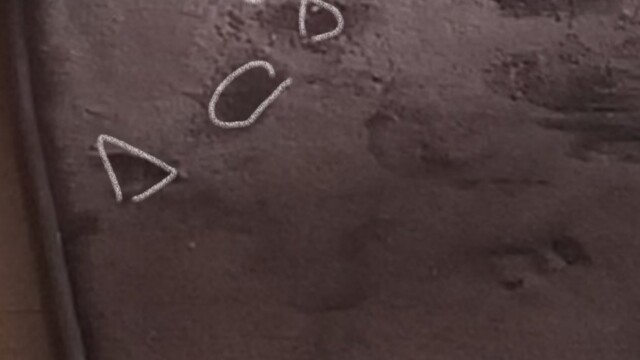 日ーさんに見えたチワワ