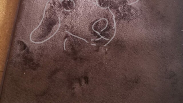 りえまるさんに見えた犬