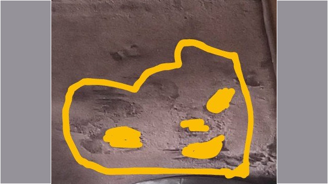 ゆずピーチさんに見えたねこ