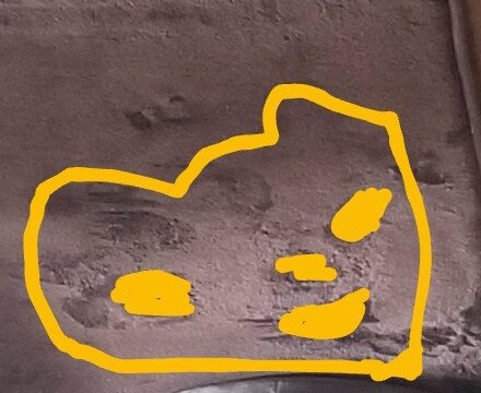 ゆずピーチさんに見えたねこ