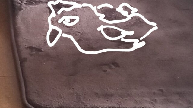 KS*コロメリチコってる② さんが見た『鳥』